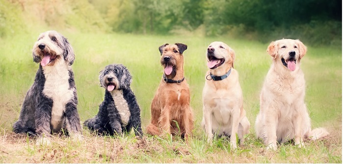 Animal Chiropractor Dog Chiropractic Services in Hamilton, Toronto